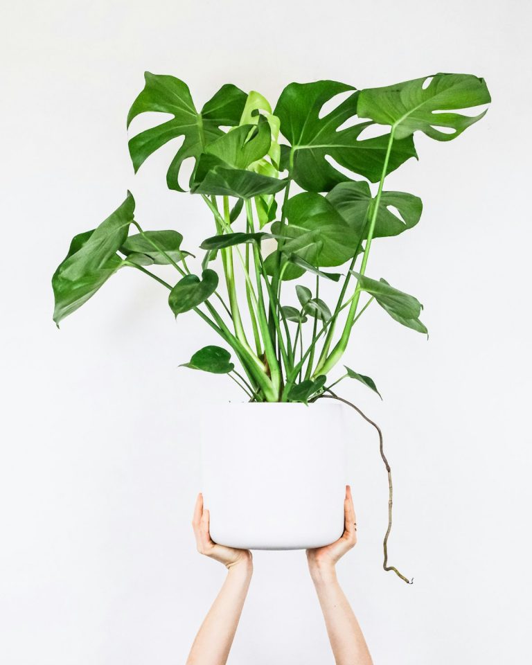 DIY Sphagnum Moss Pole Guide