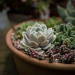 How to Get Rid of Fungus Gnats in Houseplants for Good (5 Organic Methods)