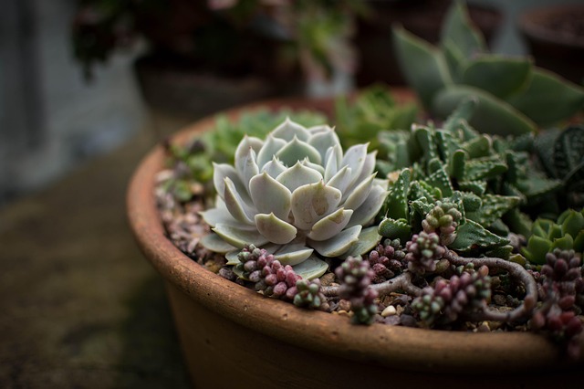 How to Get Rid of Fungus Gnats in Houseplants for Good (5 Organic Methods)