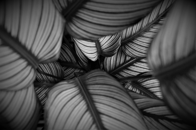 Calathea & Prayer Plant Care: How to Stop Crispy Brown Edges Forever