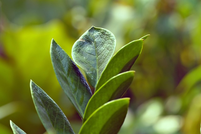 ZZ Plant Care: The Indestructible Houseplant for Dark Apartments