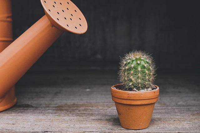 Bottom Watering Demystified: Why Your Plants Will Grow Twice as Fast