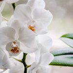 How to Notch a Plant Stem: Force New Branches and Bushy Growth