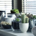 7 Household Items You Can Repurpose for Healthier Plants