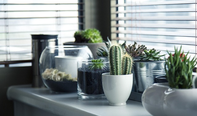 7 Household Items You Can Repurpose for Healthier Plants