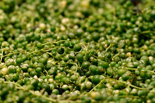 String of Pearls Care: The Foolproof Method to Prevent Mushy Strings