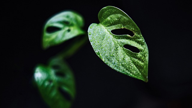 Monstera Adansonii (Monkey Mask): Care, Trellis Climbing & Propagation
