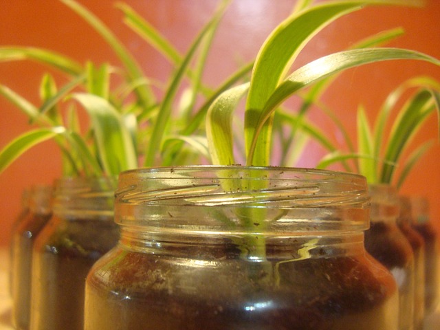 Spider Plant Care: How to Produce Dozens of Baby Spiderettes
