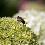DIY Houseplant Bug Spray: The 3-Ingredient Organic Pest Eraser