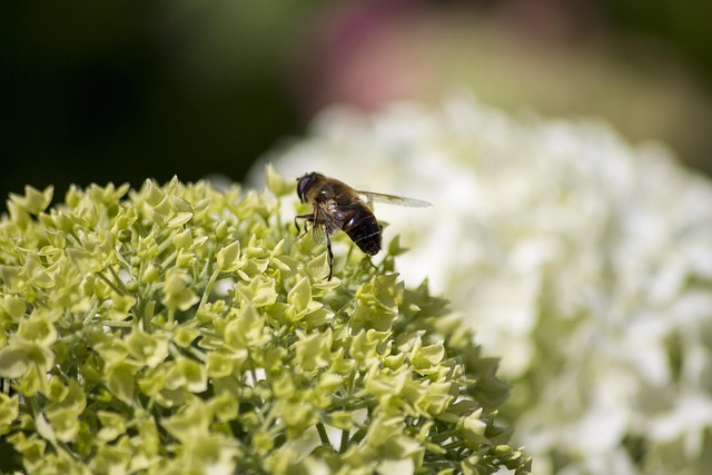 DIY Houseplant Bug Spray: The 3-Ingredient Organic Pest Eraser