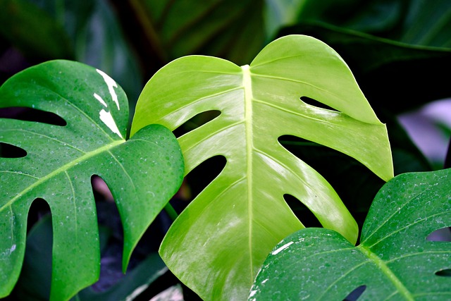 How to Care for Monstera Deliciosa: The Ultimate Swiss Cheese Plant Guide