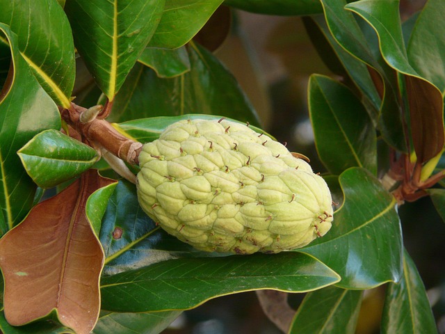 Rubber Tree (Ficus Elastica) Guide: How to Grow a Spectacular Indoor Tree