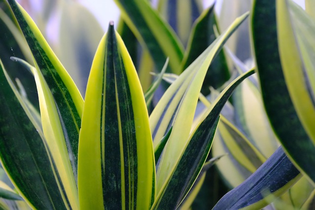 Snake Plant Care 101: How to Keep Sansevieria Thriving on Neglect