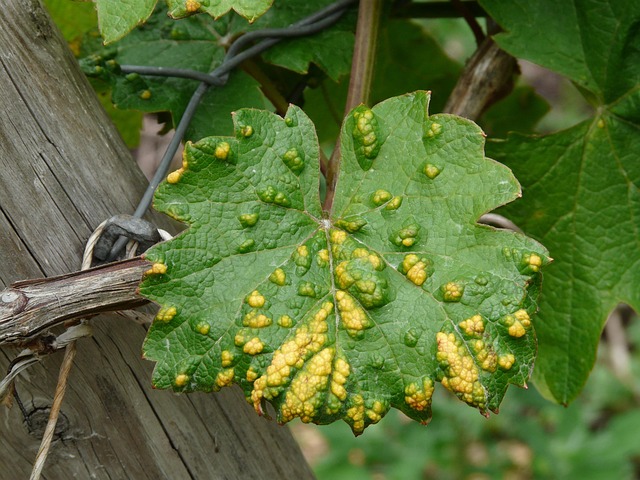 Plant Doctor: Why Are My Houseplant Leaves Turning Yellow? (5 Causes & Fixes)