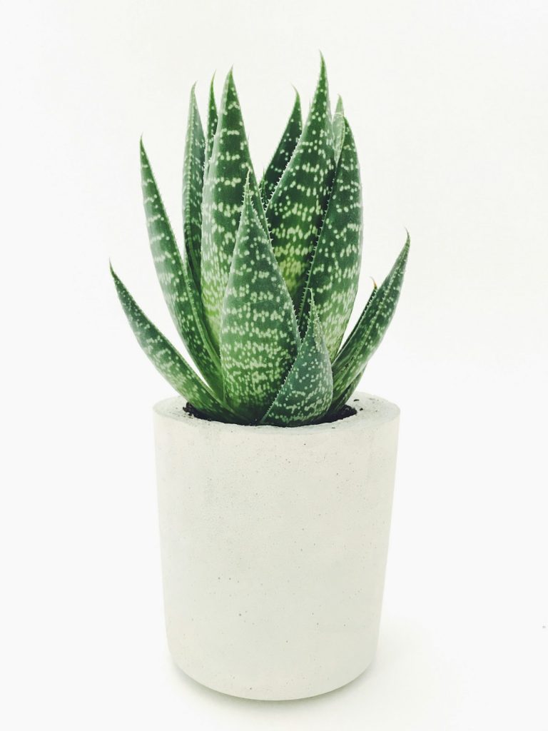 The Master Houseplant Soil pH & Micronutrient Guide: How to Diagnose Nutrient Lockout, Interveinal Chlorosis, and Test pH at Home