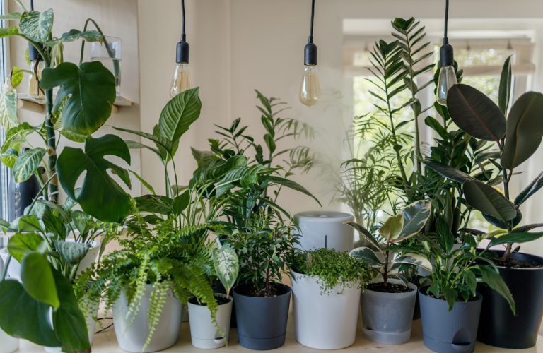 Tap Water vs. Distilled Water for Houseplants: The Chemical Truth About Chlorine, Fluoride, and Mineral Crusts (Plus 5 Safe Water Hacks)