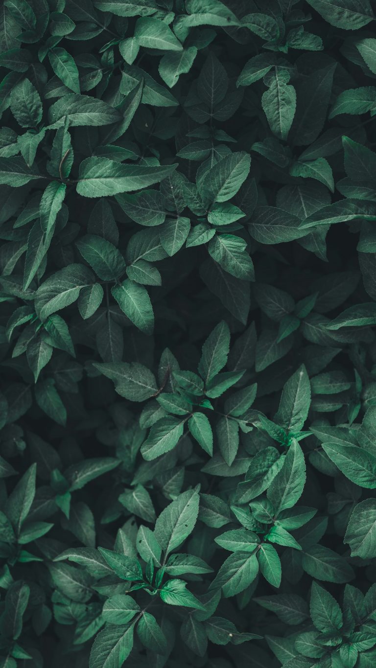 The Master Tissue Culture Acclimation Guide: How to Deflask, Disinfect, and Grow Rare Aroids from Agar to Soil Without Rotting