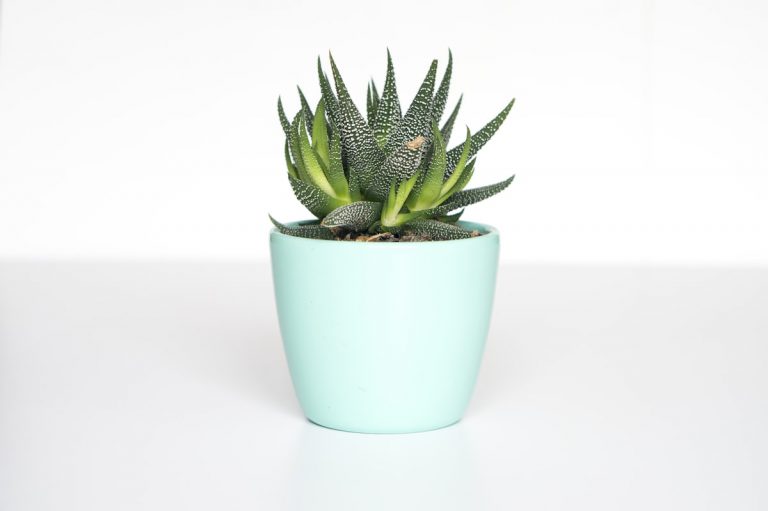 Winterizing Tropical Houseplants: 7 Science-Backed Ways to Protect Indoor Foliage from Radiator Heat, Drafty Windows, and Light Starvation